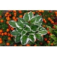 thumbnail image 4 of 2 Gallon (7.5L) Francee Hosta, 4 of 4