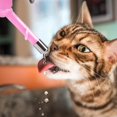 thumbnail image 2 of Bola Colgante Para Mascotas Dispositivo Para Que Beban Los Perros Se Puede Combinar Con Una Botella De Refresco Cola Para Que Beban Los Animales Mascotas, 2 of 4