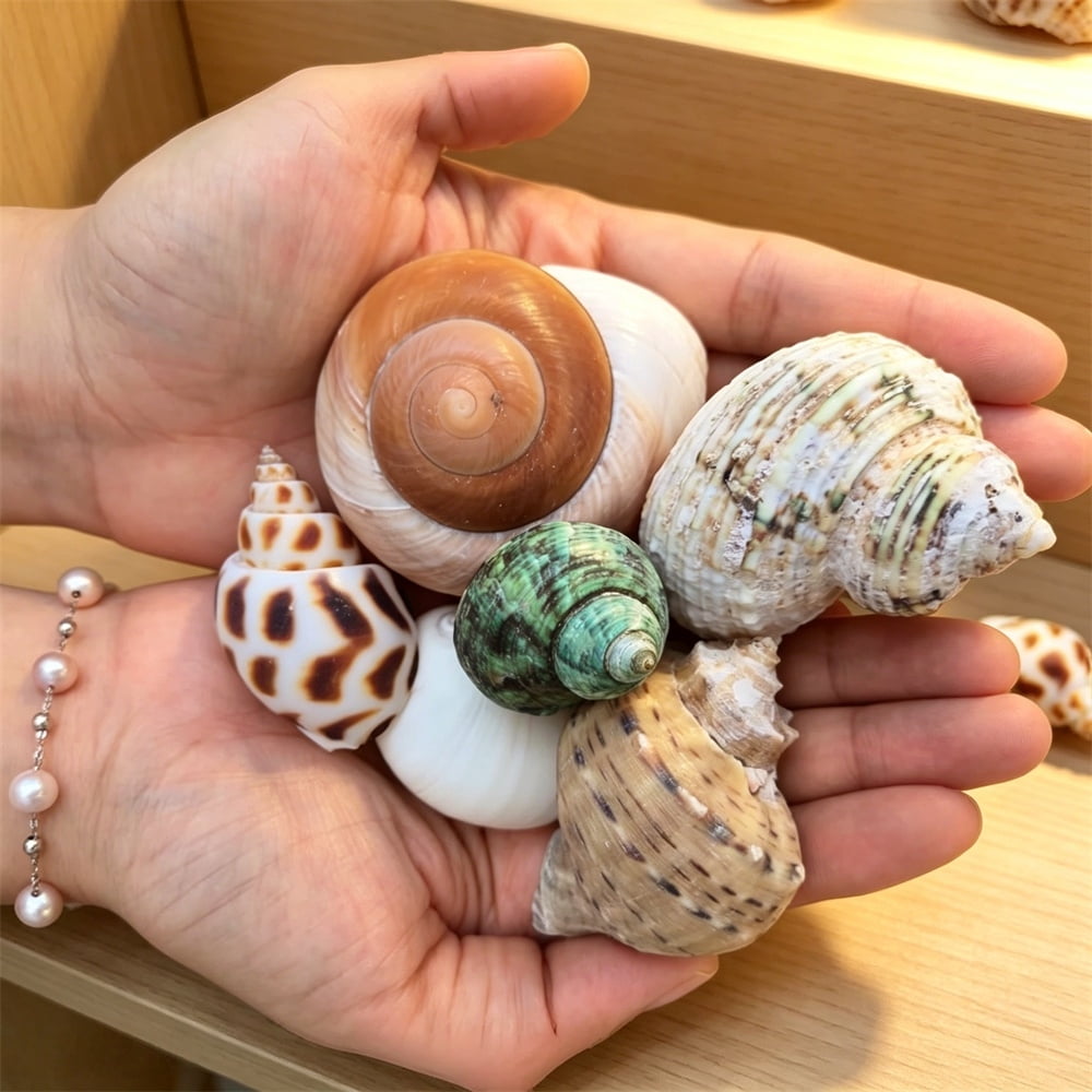 GIXUSIL, Hermit Crab Shells, 12 Pcs, Medium & Large Natural