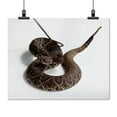 thumbnail image 2 of Print: Rattlesnake Rodeo In Opp, Alabama, 2010, 2 of 4