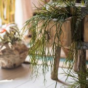 Artificial Faux Usnea Vine Stem 22 Long