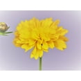 thumbnail image 3 of Better Homes and Gardens Outdoor Live Plant Coreopsis Tickseed Moonswirl Yellow 2.5QT, Full Sun, 3 of 4