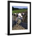 thumbnail image 1 of Potato Harvest, Hokkaido, Japan, Asia Framed Print Wall Art By Gavin Hellier, 1 of 5