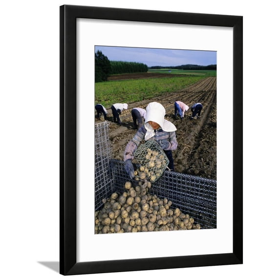 Potato Harvest, Hokkaido, Japan, Asia Framed Print Wall Art By Gavin Hellier