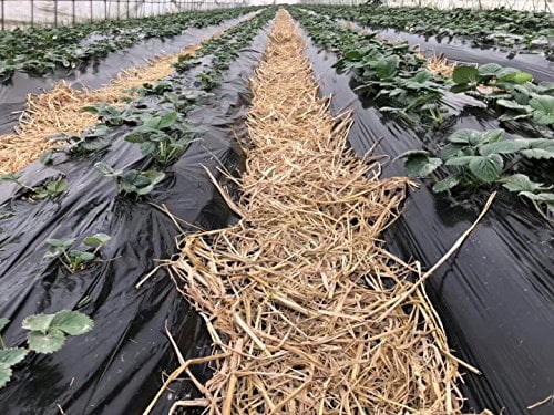 Organic Insect Control Vegetable Garden Cover 4x100ft Black Plastic Mulch 