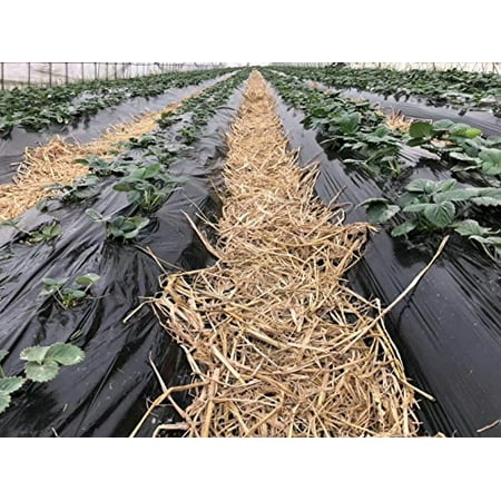 Agfabric Landscape Garden Film Embossed Plastic Mulch Strawberry Tomato Potato Weed Barrier Polyethylene Sheeting, 3.3x75ft,