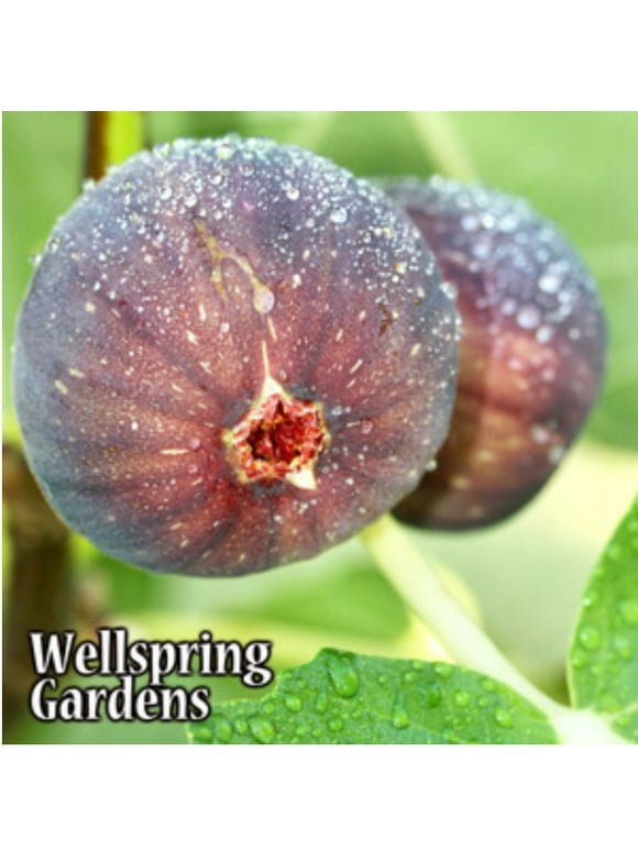 LSU Purple Fig Live Plant - Ficus carica - Wellspring Gardens Starter Plant