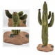 thumbnail image 2 of Paquete de 4 modelos de cactus de simulación, árbol tropical, baobab, plantas Zulema Mini árbol de paisaje, 2 of 8