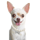 thumbnail image 5 of Paquete de piezas Collar de perlas para perros y gatos con huesos de diamantes de imitación, Collar de boda de gato elegante, joyería para perros, accesorios MFZFUKR CPB-DE-LYY2162-2, 5 of 5