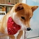 thumbnail image 4 of Collar tipo bandana para perros, collar tipo bandana para mascotas, bandana triangular ajustable para mascotas, bandana ajustable para perros, características líderes en su clase, 4 of 10