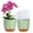 Green, variant on QCQHDU 5.5 Inch Orchid Pots with Holes, 2 Pack Self Watering Orchid pot Match Plastic Decorative Orchid Planter,Double Layer Plastic Orchid Pot Promoting Air Circulation and Drainage