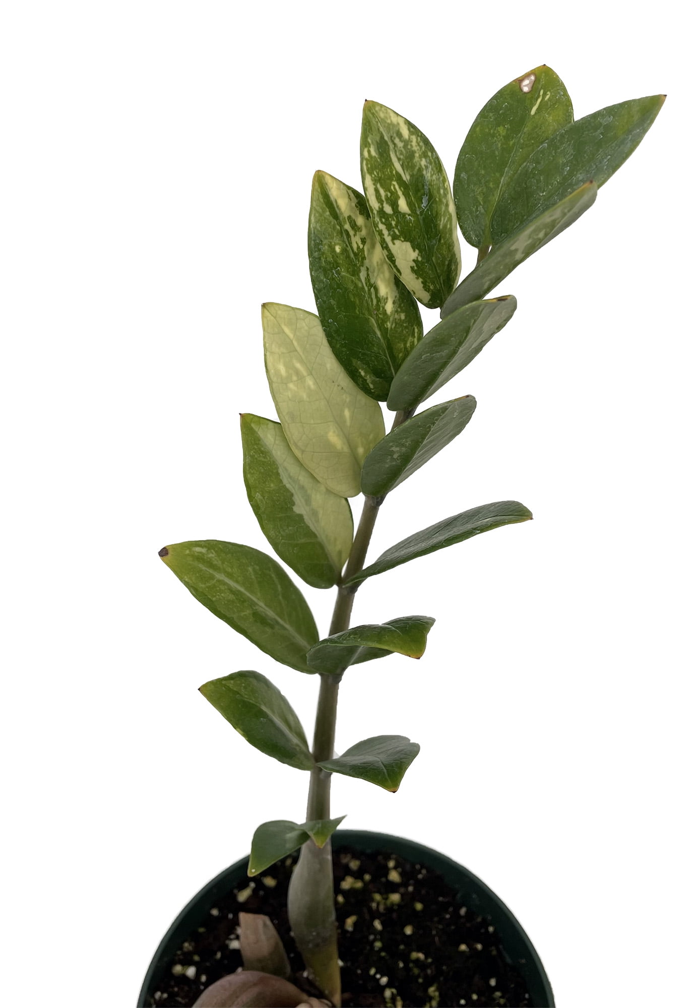 Rare Variegated ZZ Plant Zamioculcas zamiifolia 6" Pot Collector