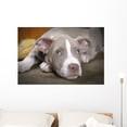 thumbnail image 1 of Rare Champagne Pit Bull Wall Mural by Wallmonkeys Peel and Stick Graphic (36 in W x 24 in H) WM122713, 1 of 4