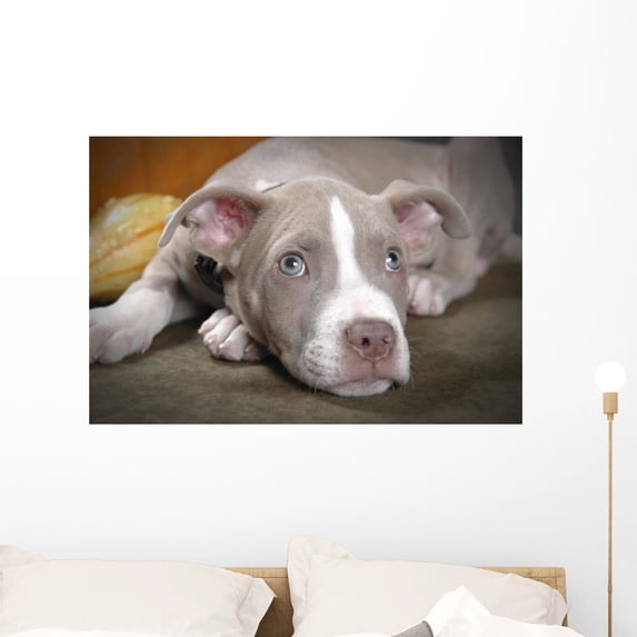 Rare Champagne Pit Bull Wall Mural by Wallmonkeys Peel and Stick Graphic (36 in W x 24 in H) WM122713