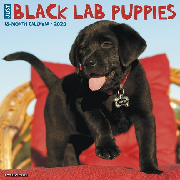 Just Black Lab Puppies 2020 Wall Calendar (Dog Breed Calendar) (Other