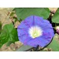 thumbnail image 4 of GSDWIUEW 75 Mixed Morning Glory Seeds-Annual Flower for Planting, Vibrant Blooms, 4 of 5