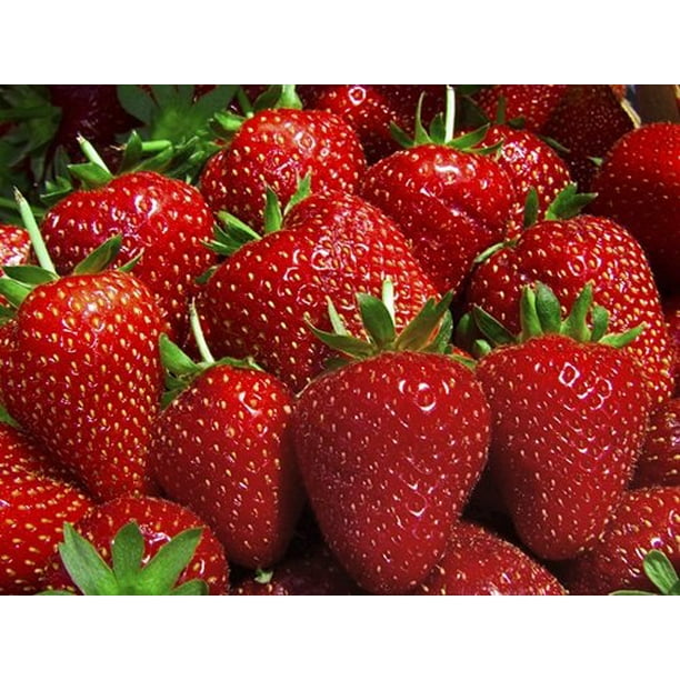 Tribute Everbearing Strawberry 4 Plants BEST BERRY 3" Pots