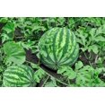 thumbnail image 1 of GSDWIUEW Heirloom Watermelon Seeds for Planting, 6 Pcs Seed, Sweet, Juicy, Extra Large Fruits, High Yield, , Fast-Growing, Summers, 1 of 5