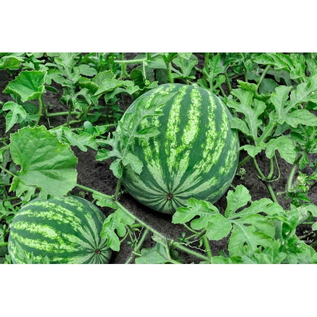 GSDWIUEW Heirloom Watermelon Seeds for Planting, 6 Pcs Seed, Sweet, Juicy, Extra Large Fruits, High Yield, , Fast-Growing, Summers