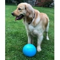 thumbnail image 6 of Jolly Pet Bounce n Play Ball, 6" Blueberry Dog Toy, 6 of 7
