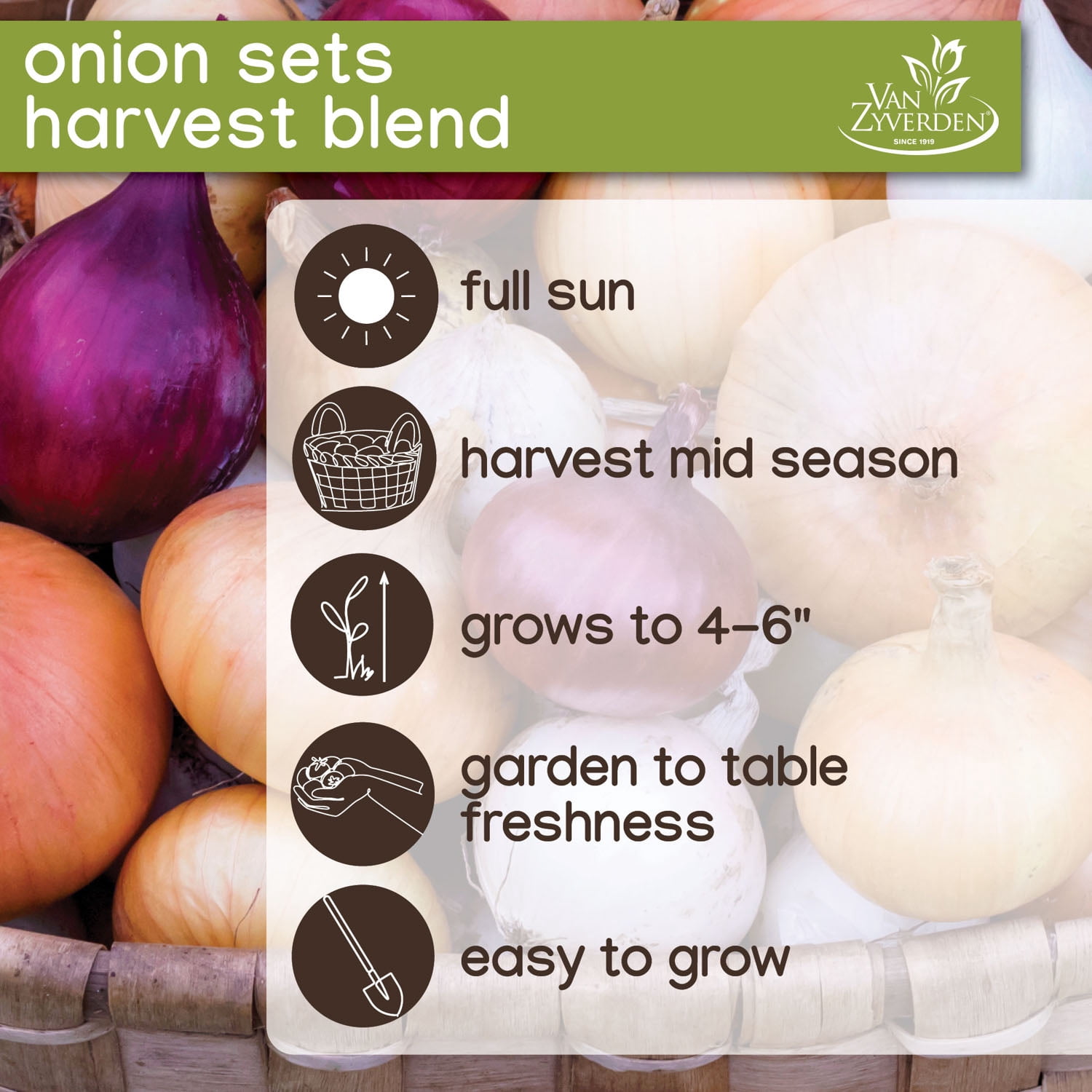 Expert Gardener Multi-Color Onion Harvest Blend Dormant Bulbs (Set of 100)