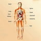 thumbnail image 2 of 3D Human Body Model for Kids: DIY Organ Assembly, Educational Biotech Kit for School & Teachers, 2 of 5