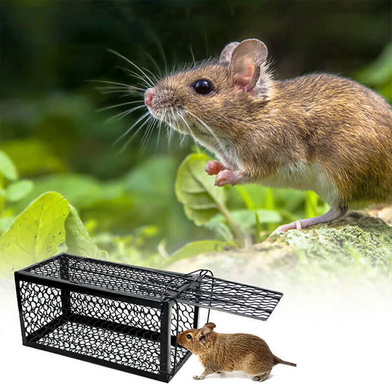 Kensizer 2 Pack Humane Rat Trap, Chipmunk Mouse Rodent Trap That Work for  Indoor and Outdoor Small Animal - Catch and Release (Small)
