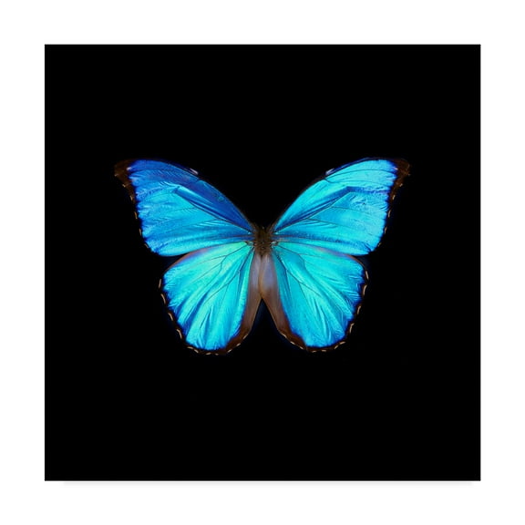 Trademark Fine Art 'Blue Butterfly On Black' Canvas Art by Tom Quartermaine