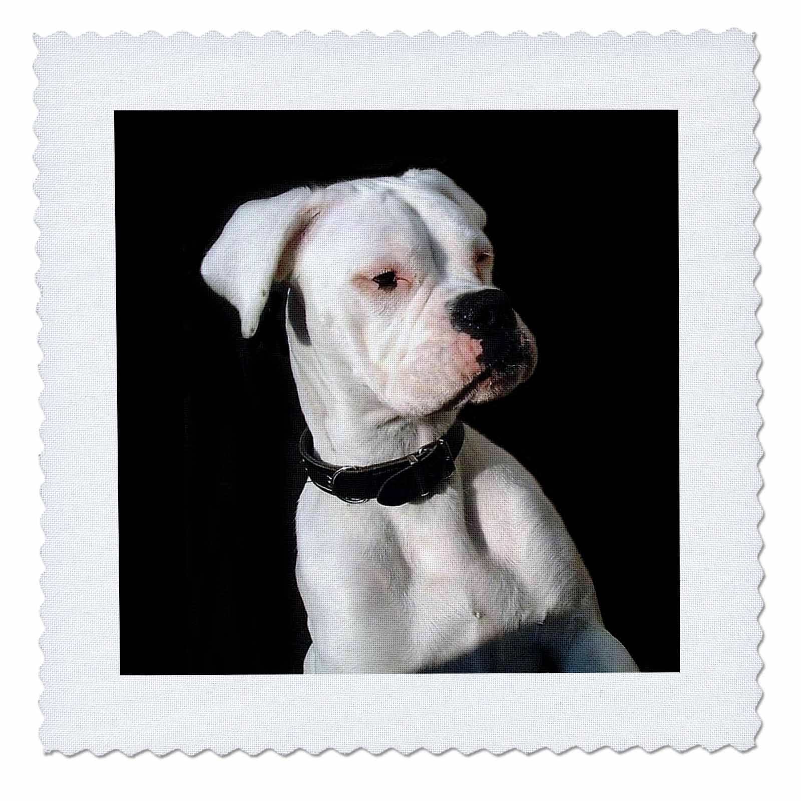 White Boxer Uncropped Ears 10x10 inch quilt square qs11131