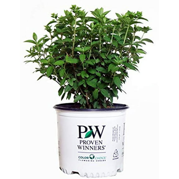 Bobo® Hardy Hydrangea