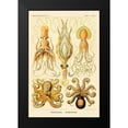 thumbnail image 2 of Haeckel, Ernst 11x14 Black Modern Framed Museum Art Print Titled - Haeckel Nature Illustrations: Cephlopods, 2 of 5