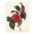 thumbnail image 2 of Robinson, Carol 20x24 Black Ornate Wood Framed with Double Matting Museum Art Print Titled - Red Botanical I, 2 of 4