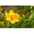 thumbnail image 3 of Stella De Oro Daylily 2 Gallon, 3 of 4