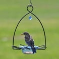 thumbnail image 3 of Birds Choice 3 oz. Bluebird Flower Cup Feeder for Dried Fruit or Mealworms, Blue, 3 of 14
