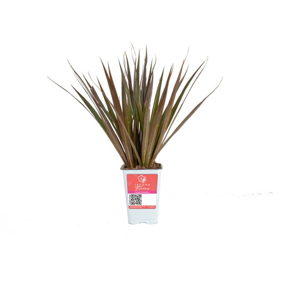 Island Blooms Live Outdoor Dracaena Plant in 1.5 Pint Pot – 16 inch Tall, Full Sun