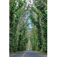 thumbnail image 2 of Engelbrecht, Lisa S. 13x18 White Modern Wood Framed Museum Art Print Titled - Tunnel of trees-Maluhia Road-Kauai-Hawaii-USA, 2 of 4