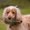 B, variant on TIELUTT Durable Training for and Water Retrieval Interactive Floating Chew for Puppies and Adult Yorkie Squeaky Pig for Dogs Large Eyes for Dogs for Puppies Dog Playground Cool Dog for Medium Dogs