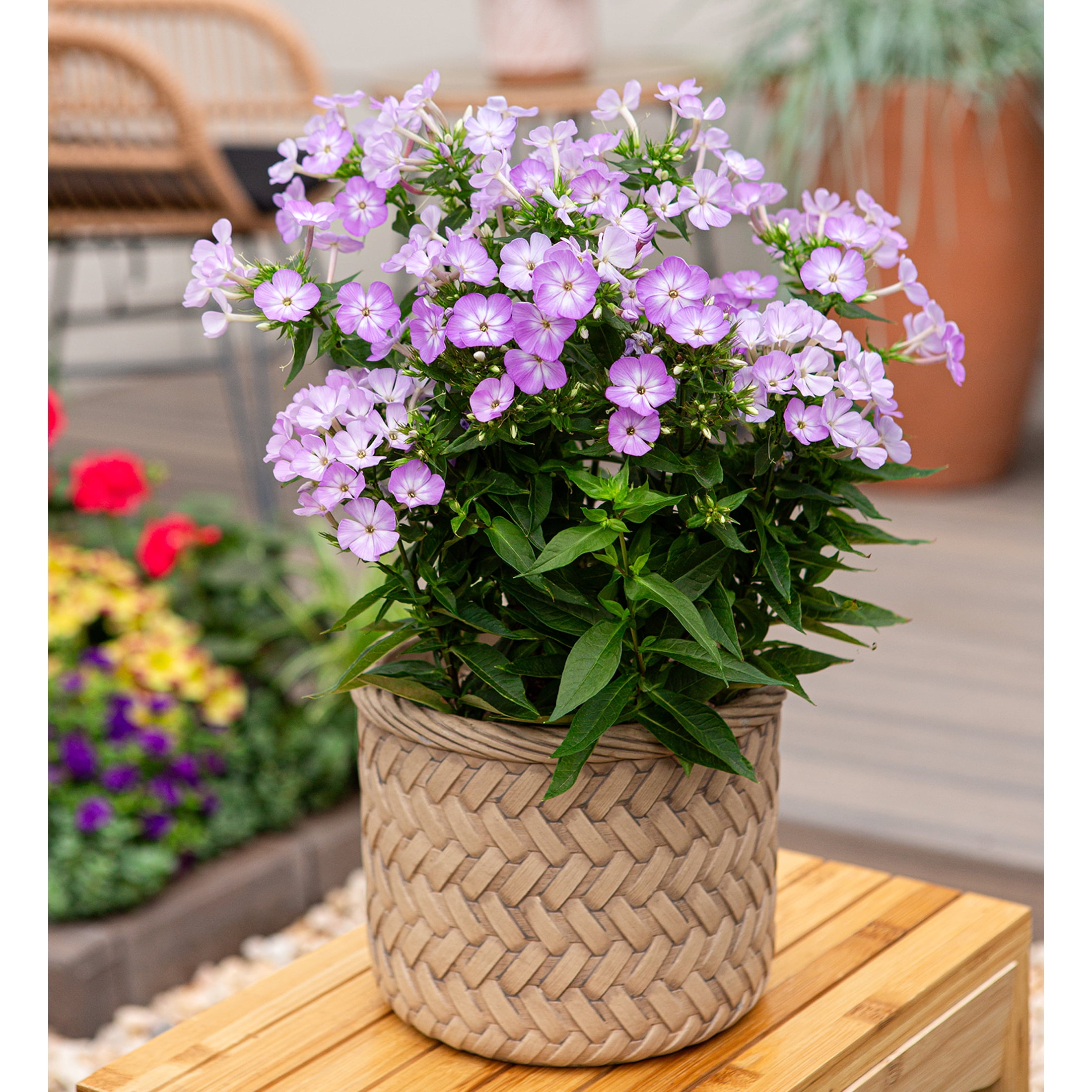 Better Homes & Gardens 2.5QT Pink Pop Phlox Live Perennial Plant Sun 3-Pack