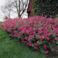 thumbnail image 3 of Outsidepride 30 Tidal Wave Spreading Petunia Flower Seed, 3 of 3