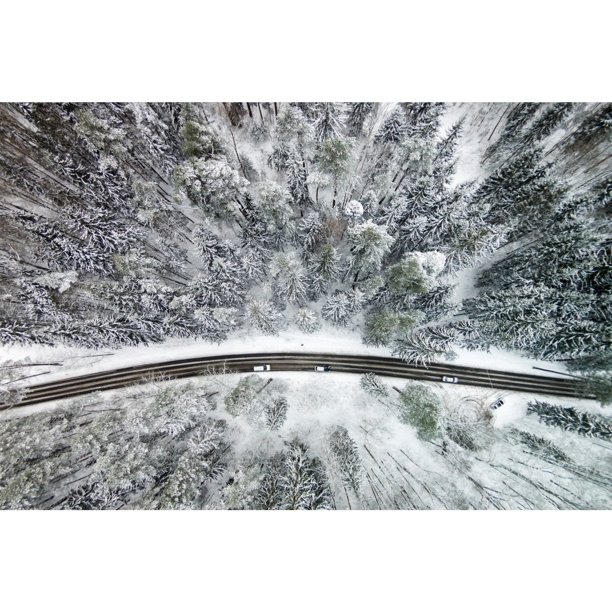 marmont hill 'icy firs' by karolis janulis photographic print on wrapped canvas