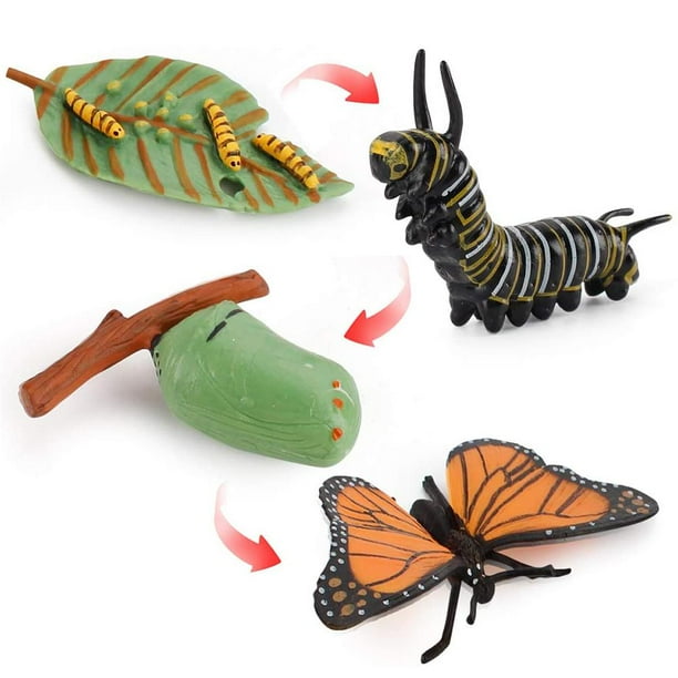 Growth Cycle Model Realistic Life Cycle Animal Models Child Imagination