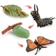 thumbnail image 1 of Modelo De Ciclo De Crecimiento, Modelo De Ciclo De Vida Realista, Modelos De Animales, Juguetes De Imaginación Infantil, Herramienta De Enseñanza Y Aprendizaje Monstrate FN007105-02, 1 of 6