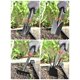 thumbnail image 2 of 1 pala de jardín (pala ancha negra) para plantar y trasplantar, uso flexible, 2 of 4