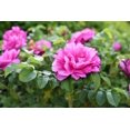 thumbnail image 2 of Seedville Beach Rose 50 Rosa Rugosa Flower Seeds, 2 of 11
