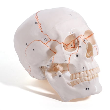 Skull Model with Numbers, Realistic Human Skull Anatomy, Painted Sutures, 3-Part Medical Study Tool for Student
