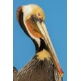 thumbnail image 2 of Archer, Ken 23x32 Gold Ornate Wood Framed with Double Matting Museum Art Print Titled - Brown pelican, 2 of 4