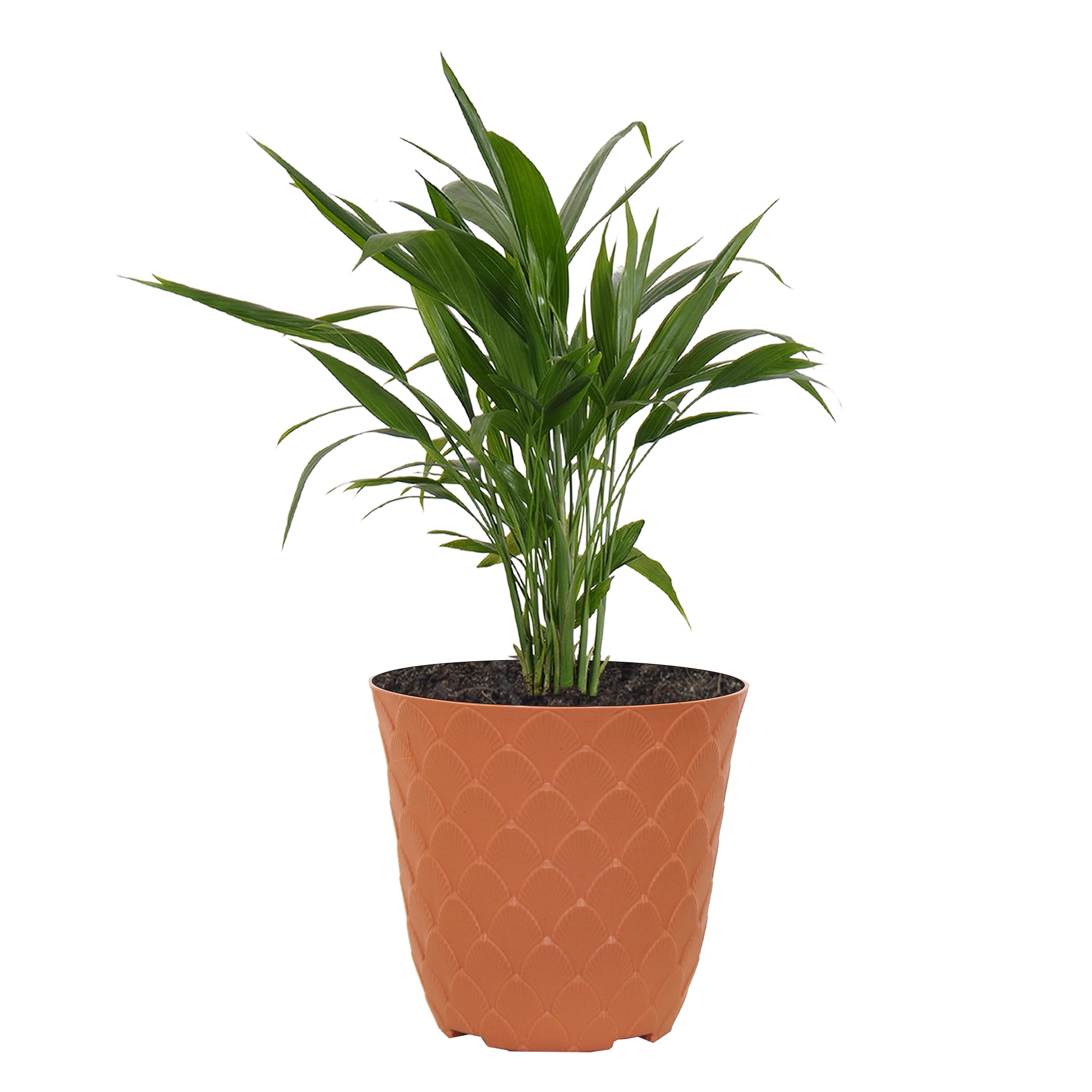 United Nursery Live Areca Palm Houseplant 12-14in Tall in 6 inch Terracotta Bayside Decor Pot
