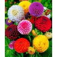 thumbnail image 3 of 40+ Seeds-Pompon Dahlia Mix Seeds-#D034-Authentic Seeds-Flowers-Seeds-Rose seeds-Herb seeds-Vegetable Seeds-Mix Seeds for Plant- B3G1, 3 of 4