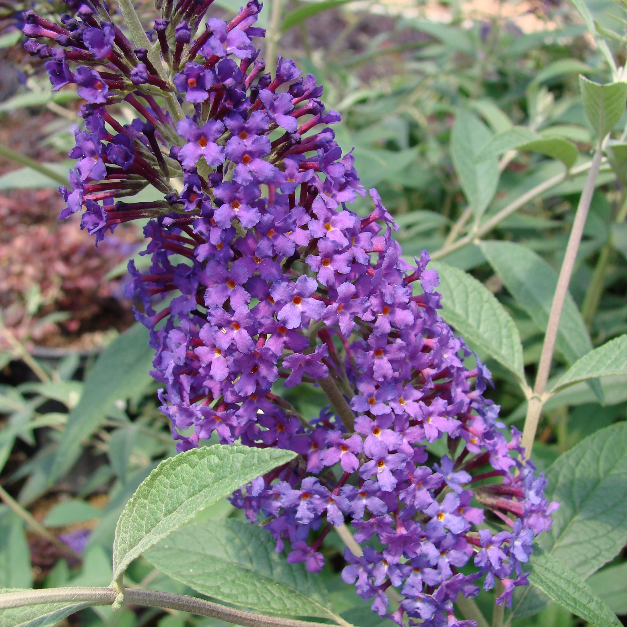 First Editions Buddleia Psychedelic Sky Live Shrub in 2-Gallon Grower Pot
