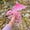 Pink, variant on TOPRenddon Christmas Hand Dragon Decoration,New Twisted Stick Diy Christmas Dragon Gift Knitting Material Package Christmas Decoration Small Ornaments
